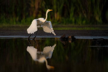 Great Egret Taking Off in Wetland Habitat