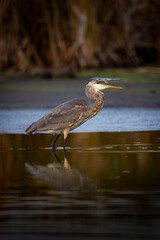 Great Blue Heron (Ardea herodias) Catching a Fish in Shallow Water at Sunset