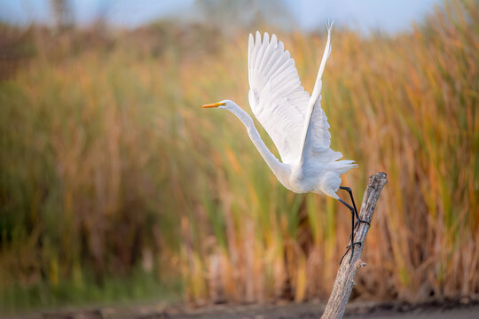 Great Egret Taking Off from a Perch in Wetland Habitat - Powered by Adobe