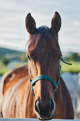 portrait of a horse © Grzegorz