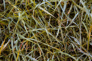 The first frosts on the grass. Frozen droplets on the grass.