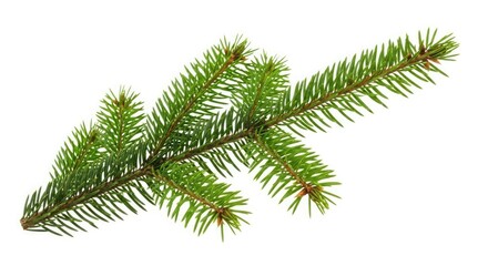 Green Pine Branch with Needles on White Background