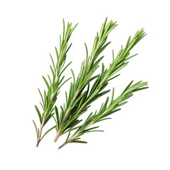 Rosemary twigs png rosemary png herb twigs png cooking rosemary png green herb png spice herb png transparent background image