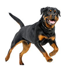 Rottweiler dog in active running jumping position png rottweiler png running dog png jumping dog png guard dog png pet dog png transparent background image