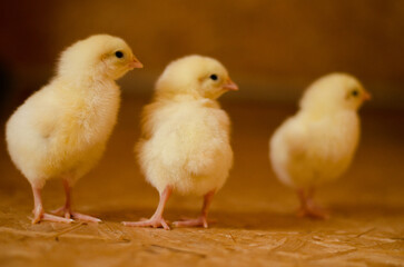little yellow fluffy ball of chicken