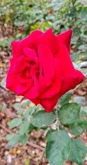 Red Rose in Garden