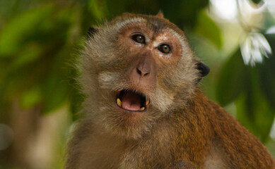 Macaque in Krabi, Thailand