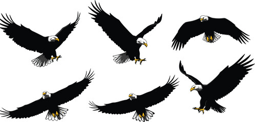 Collection of flying bald eagle vector silhouettes with wings spread, American freedom bird illustration set, wildlife raptor design for stock
