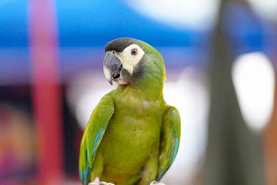 hahn macaw parrot free flying bird