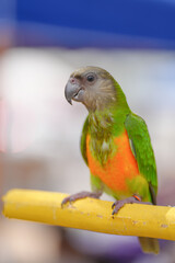 senegal parrot,,poicephalus senegalus bird Pets are people's friends  parrot free flying bird .