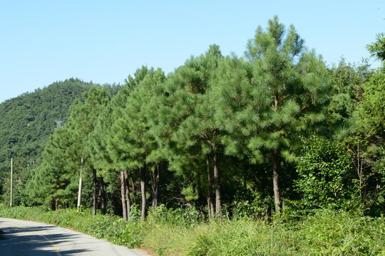 Pinus taeda, the loblolly pine, is an evergreen conifer native to the southeastern United States with reddish brown bark and three needle clusters. Photographed in Korea.