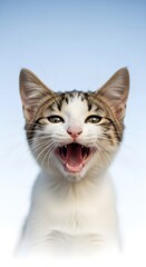 Obraz premium Adorable Kitten Portrait Open Mouth, Expressive Face Against a Serene Sky