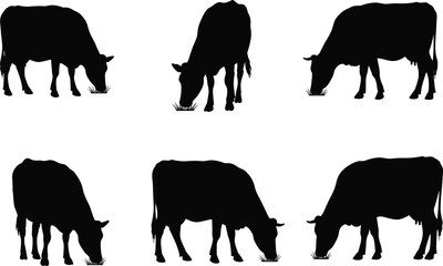 Cow silhouettes farm animals livestock vector illustration set, black cattle shapes standing grazing agriculture design for dairy farming content