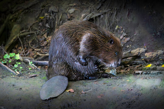 beaver scratching on muddy riverbank