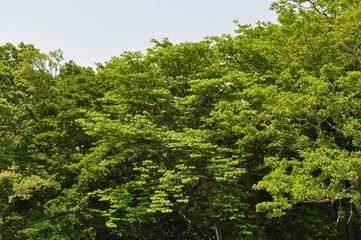 Fototapeta premium Picrasma quassioides, the bitterwood, is a deciduous small tree with pinnate compound leaves, bitter taste, red fruits in autumn, and medicinal uses. Photographed in Korea.
