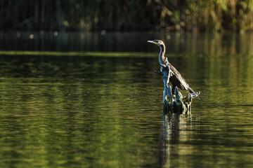 Cormorant on the water wild wildlife nature animal 