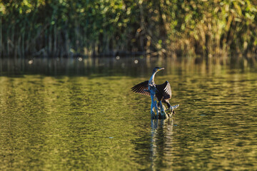 Cormorant on the water wild wildlife nature animal 
