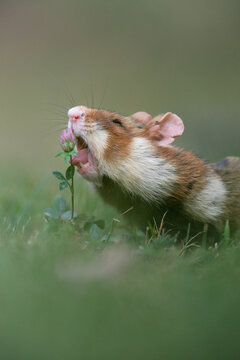 Hungriger Feldhamster isst Blume