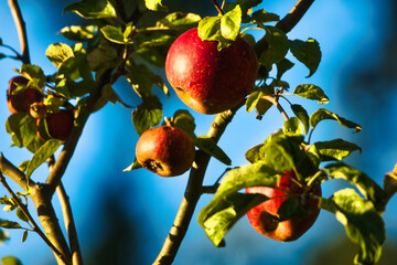 red apples on a tree
