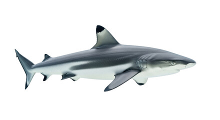 Naklejka premium An adult blacktip reef shark, slate gray with black-tipped fins, gracefully swimming horizontally on a transparent high-key studio background with copy space, concept of isolated aquatic majesty