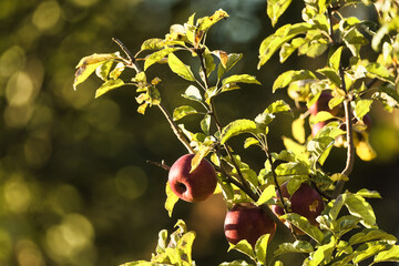 red apples on a tree