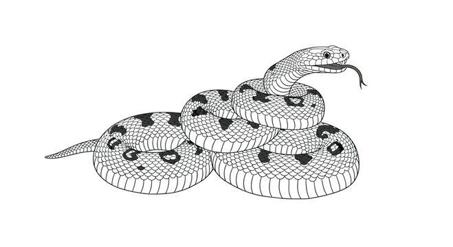 An artistic depiction of a coiled snake with a patterned body and flicking tongue.