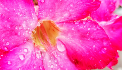 Close-up of a beautiful fuchsia adenium flower covered in tiny water droplets after a refreshing rain. 