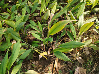 Close up shot of turmeric field.