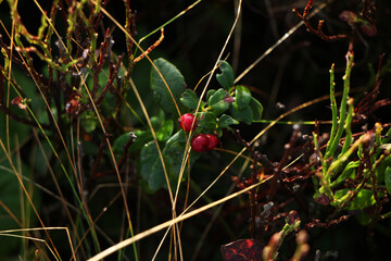 Close-up of small red berries growing among grass and moss in the Carpathian Mountains. Natural...