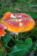 Fliegenpilz, Amanita muscaria in den Schweizer alpen
Fly agaric, Amanita muscaria in the Swiss Alps