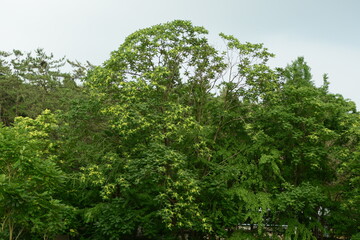 Fototapeta premium Ailanthus altissima, the tree of heaven, is a deciduous hardwood with large pinnate leaves, divided tips, and strong tolerance to drought and pollution. Photographed in Korea.