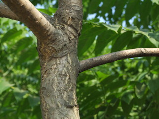 Fototapeta premium Ailanthus altissima, known as Gajuknamu or tree of heaven, is a deciduous tall tree from Korea with pinnate leaves, strong odor, and medicinal roots and bark. Photographed in Korea.