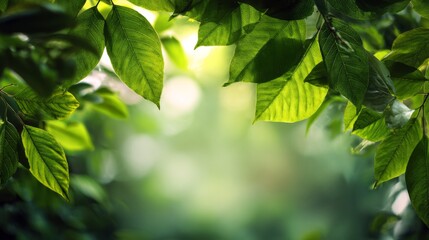 Obraz premium Natural Sunlit Background with Lush Green Leaves Framing a Soft Focus Environment