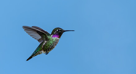 Fototapeta premium Tiny hummingbird with iridescent feathers in flight against a clear blue sky