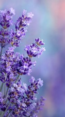 Obraz premium Soft Pastel Lavender Flowers with Gentle Borders Against a Dreamy Background