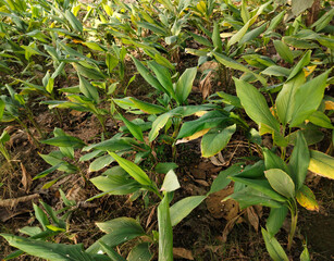 Close up shot of turmeric field.