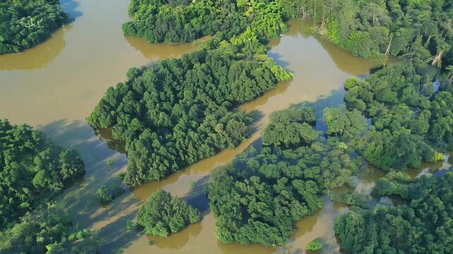 Top view video of a flat lay rotating mangrove forest background with dense mangrove trees growing in shallow water and roots submerged in the water covers the entire frame space.
