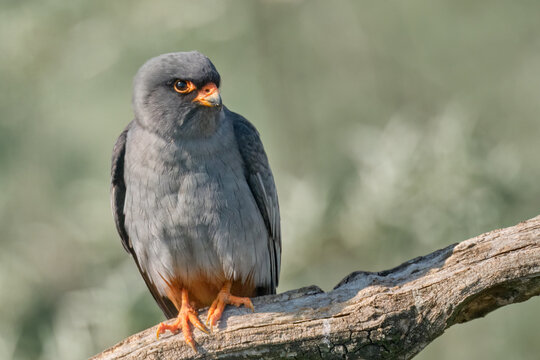 Male red footed falcon sitting on perch