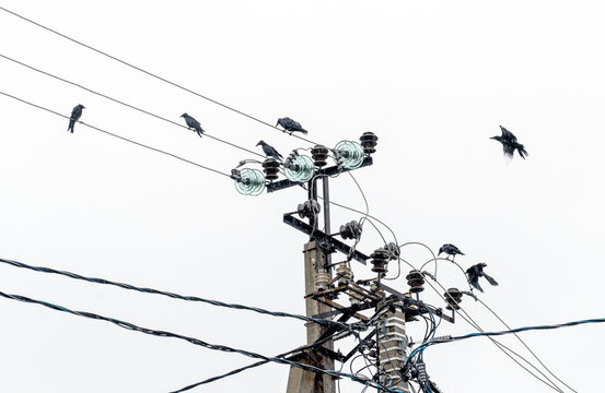 Glass insulators and wires on an electric pole and birds sitting on the wires