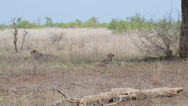 Gepard - Geparde im Busch vom Kr&uuml;ger National Park - Kruger Nationalpark S&uuml;dafrika