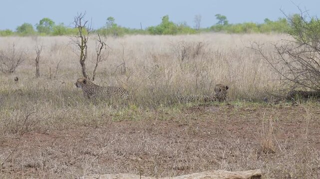 Gepard - Geparde im Busch vom Kr&uuml;ger National Park - Kruger Nationalpark S&uuml;dafrika
