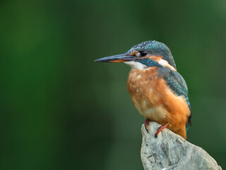Kingfisher sitting on perch
