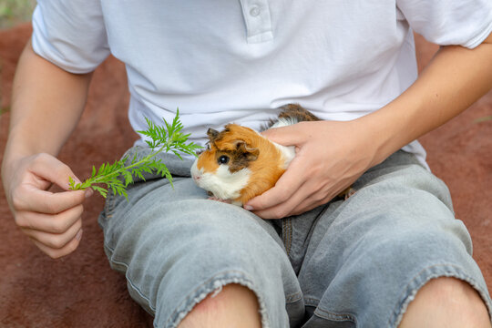 A person gently holds a cute tricolor guinea pig on their lap, offering it a fresh green sprig. A heartwarming moment capturing the special bond and care between pet and owner.