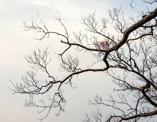 Bare Tree Branches Against a Cloudy Sky
