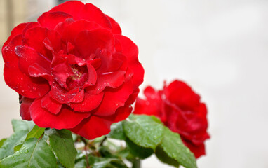 red rose in the garden