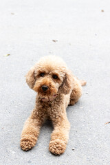 Cute brown poodle dog sitting on concrete.