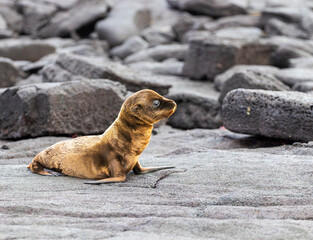 Furry brown baby sea lion on black lava rock in galapagos islands ecuador.