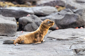 Furry brown baby sea lion on black lava rock in galapagos islands ecuador.