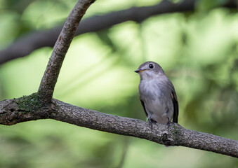枝に止まるコサメビタキ