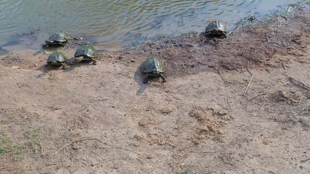 Gez&auml;hnte Scharnierschildkr&ouml;te - Serrated hinged terrapin im Kr&uuml;ger National Park S&uuml;dafrika